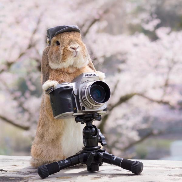 รูปกระต่าย