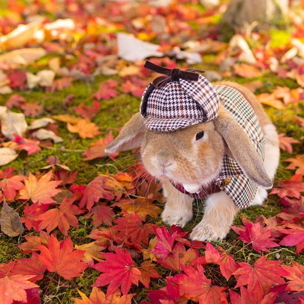 รูปกระต่าย