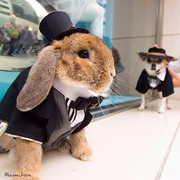 รูปกระต่าย