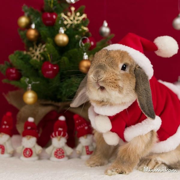 รูปกระต่าย