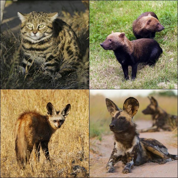 สัตว์แปลก