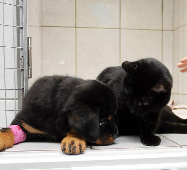 แมวพิการ