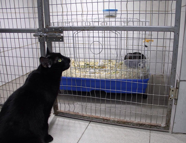 แมวพิการ