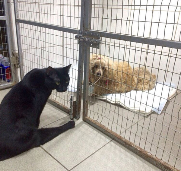 แมวพิการ