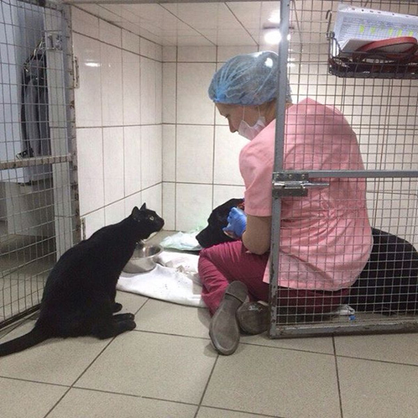 แมวพิการ