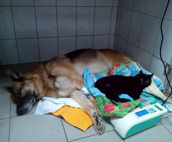 แมวพิการ