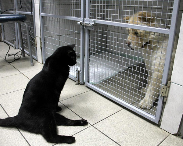 แมวพิการ