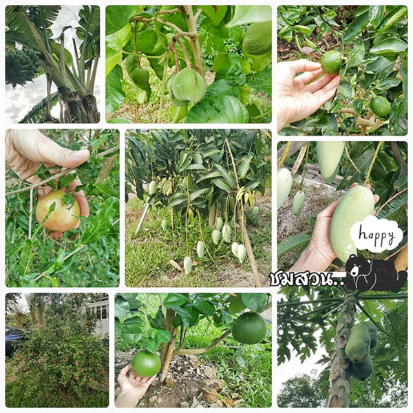 ปลูกบ้านชั้นเดียว