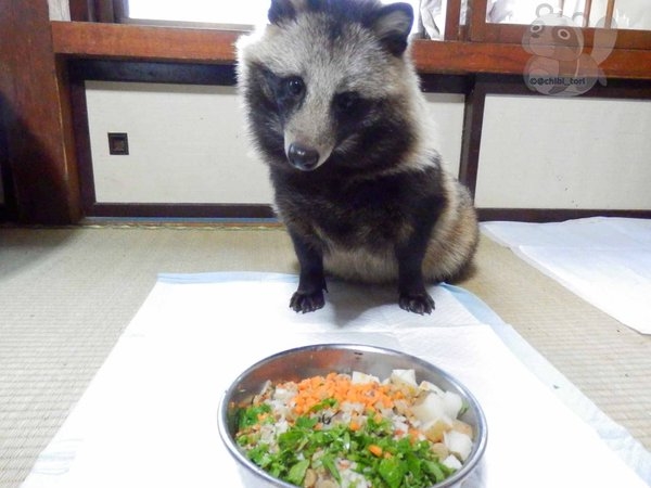 ทานุกิ