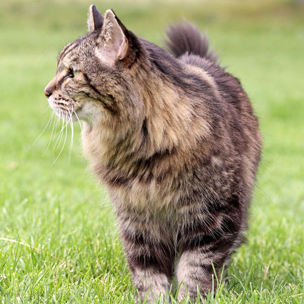 แมวอายุยืนที่สุดในโลก