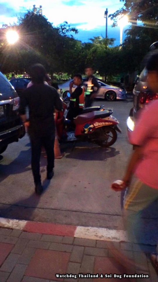 ฆ่าแมว แมวหาบ้าน 