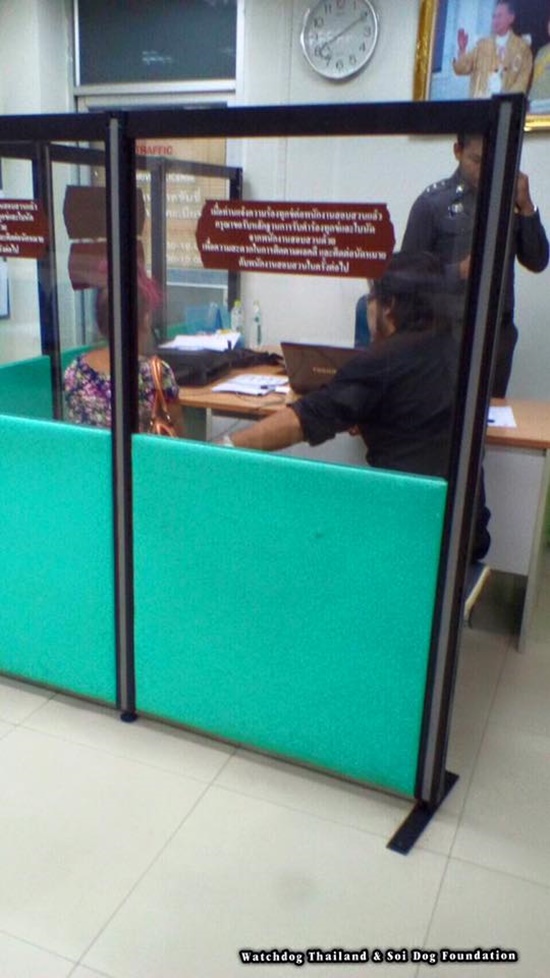 ฆ่าแมว แมวหาบ้าน 