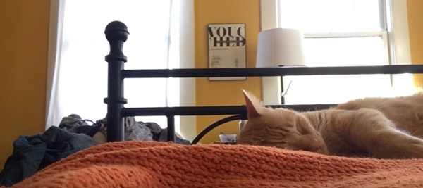 คลิปแมว