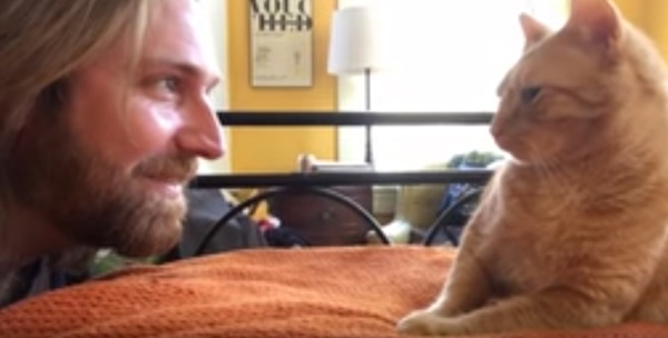 คลิปแมว