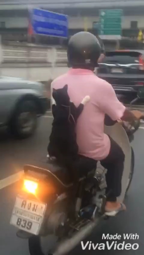 แมวน่ารัก