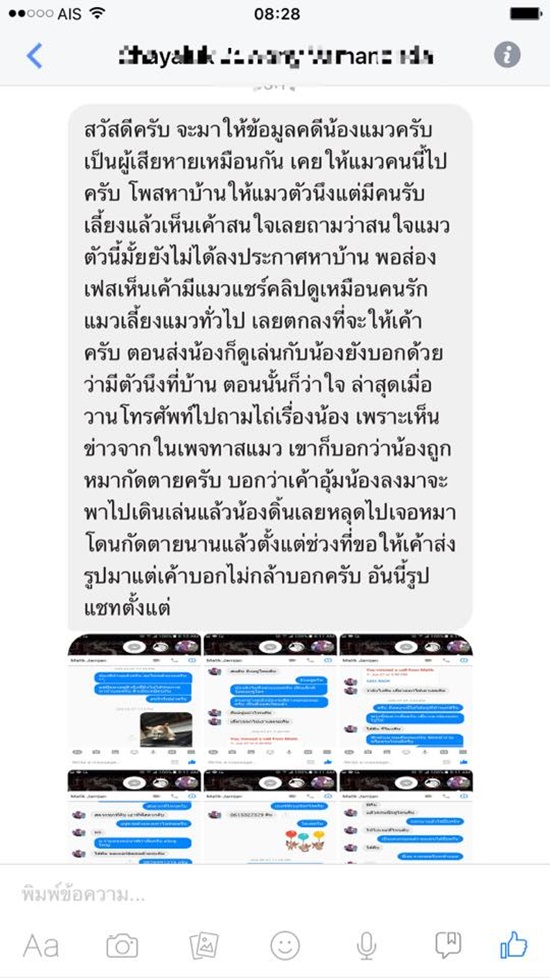 ฆ่าแมว แมวหาบ้าน 