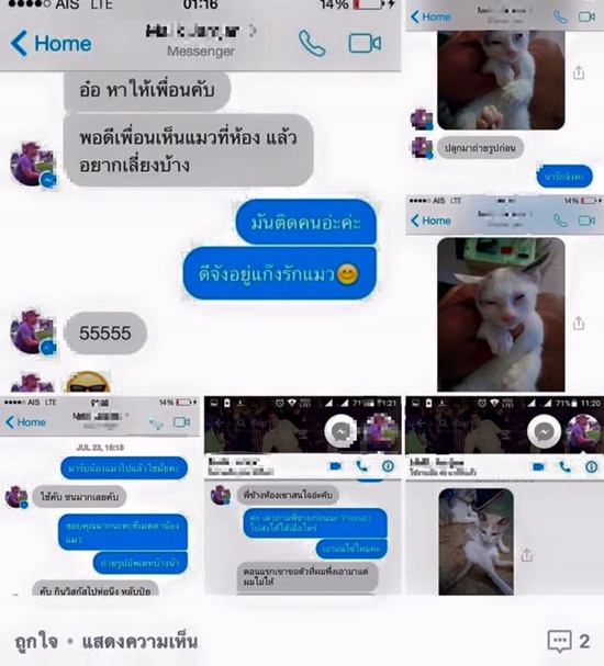 ฆ่าแมว แมวหาบ้าน 