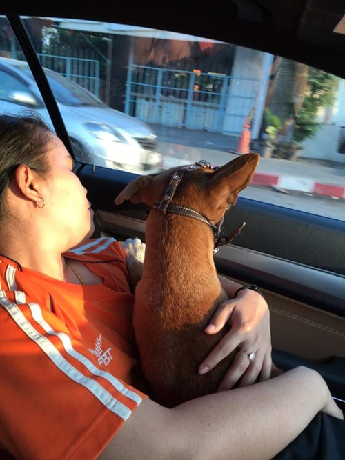 เจ้าตูบขนสีน้ำตาล นั่งรอเจ้าของ