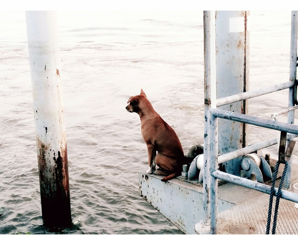 เจ้าตูบขนสีน้ำตาล นั่งรอเจ้าของ