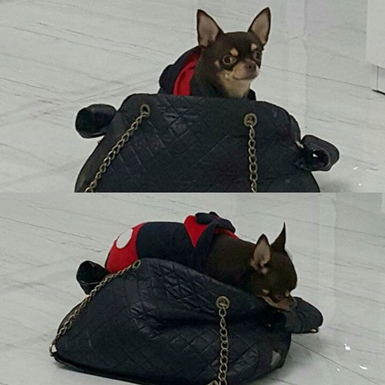 ปลื้ม ทับทิม