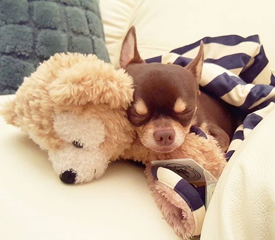 ปลื้ม ทับทิม