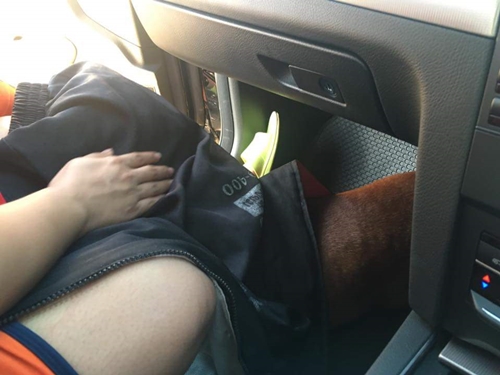 เจ้าตูบขนสีน้ำตาล นั่งรอเจ้าของ