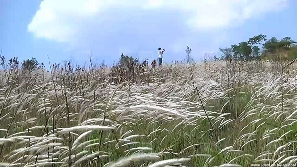 ทุ่งดอกหญ้าสีขาว