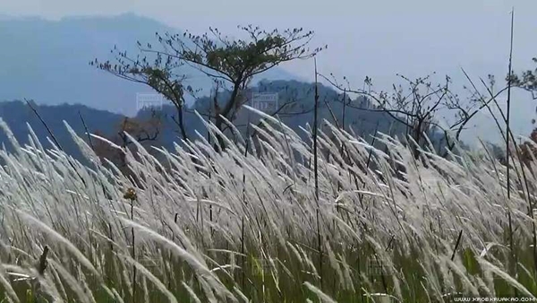 ทุ่งดอกหญ้าสีขาว