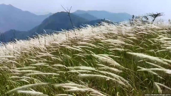 ทุ่งดอกหญ้าสีขาว