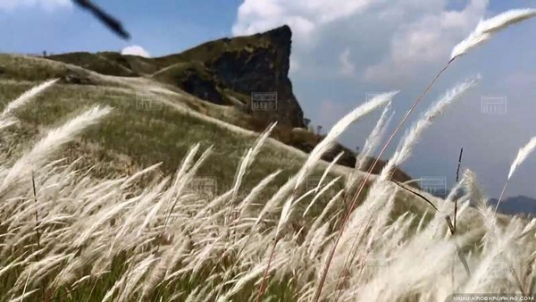 ทุ่งดอกหญ้าสีขาว