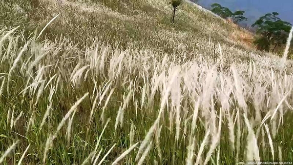 ทุ่งดอกหญ้าสีขาว