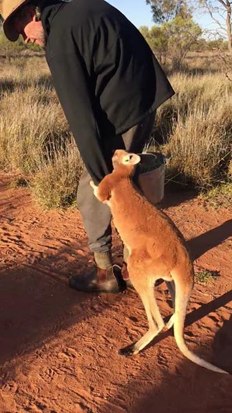 ลูกจิงโจ้ขี้อ้อน