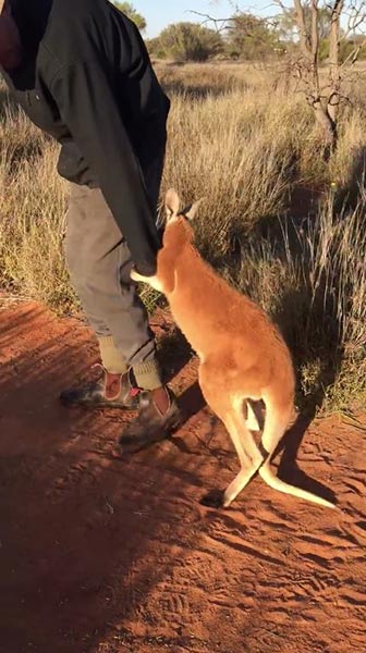 ลูกจิงโจ้ขี้อ้อน