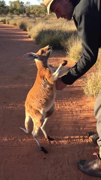 ลูกจิงโจ้ขี้อ้อน