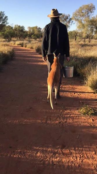 ลูกจิงโจ้ขี้อ้อน