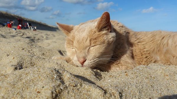 อุปการะแมวใกล้ตาย