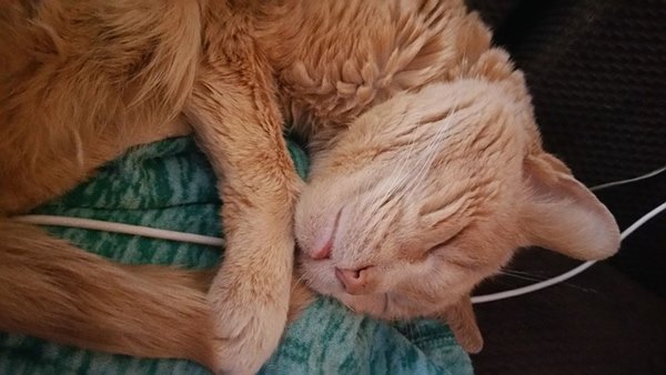 อุปการะแมวใกล้ตาย