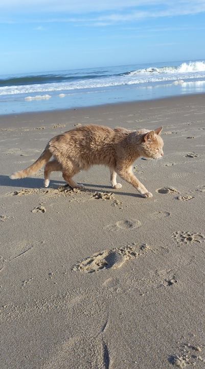 อุปการะแมวใกล้ตาย