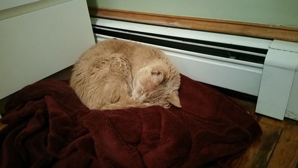 อุปการะแมวใกล้ตาย