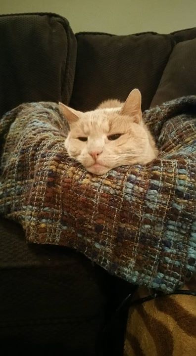 อุปการะแมวใกล้ตาย