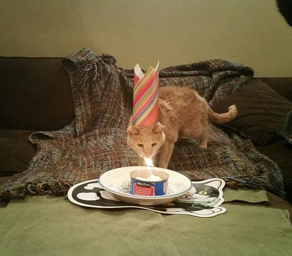 อุปการะแมวใกล้ตาย