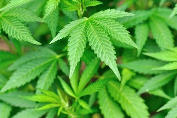 ถอดกัญชาออกจากยาเสพติด