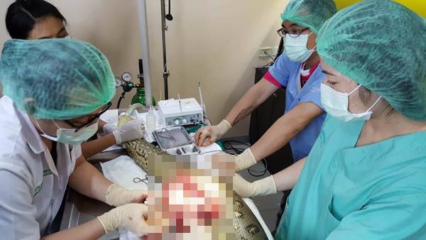 ระทึก ! สัตวแพทย์ระดมทีมผ่าตัดเนื้องอก ช่วยชีวิตอนาคอนด้า