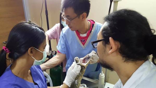 ระทึก ! สัตวแพทย์ระดมทีมผ่าตัดเนื้องอก ช่วยชีวิตอนาคอนด้า