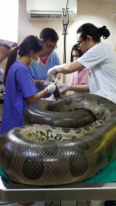ระทึก ! สัตวแพทย์ระดมทีมผ่าตัดเนื้องอก ช่วยชีวิตอนาคอนด้า
