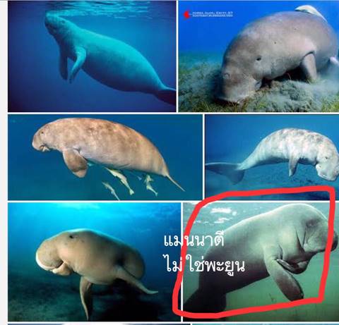 นักอนุรักษ์จวก แท็บเล็ตจากกระทรวงศึกษาธิการ ลงภาพสัตว์ป่าสงวนมั่ว