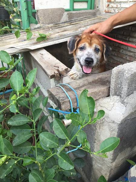 คนรักสัตว์แห่ช่วย เจ้าปาร์แมน สุนัขถูกขังในกรงโบกปูนนานกว่า 5 ปี