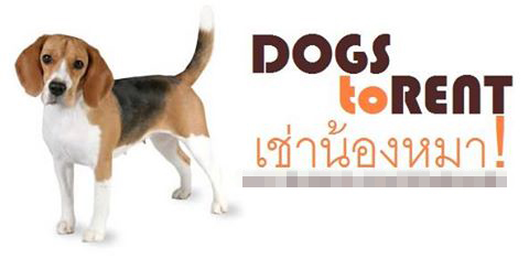 เจ้าของธุรกิจเช่าหมา ร่ายยาวแจงดราม่าทารุณสัตว์ ชี้มีคนของร้านประกบตลอด