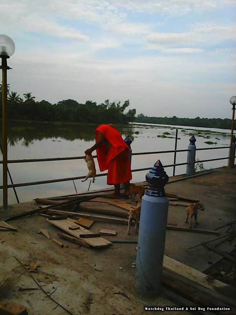 สุดทน ! ร้องจับเจ้าอาวาสจับลูกหมาเหวี่ยงลงน้ำ หากรอดมาได้ยังถูกโยนซ้ำ