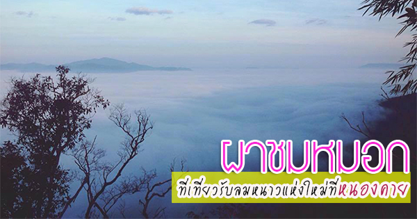 ผาชมหมอก